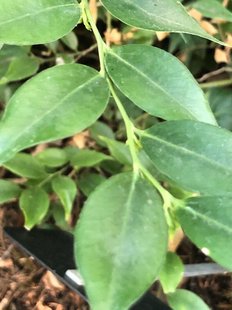 Sarcococca confusa — search result for 'Afghanistan'