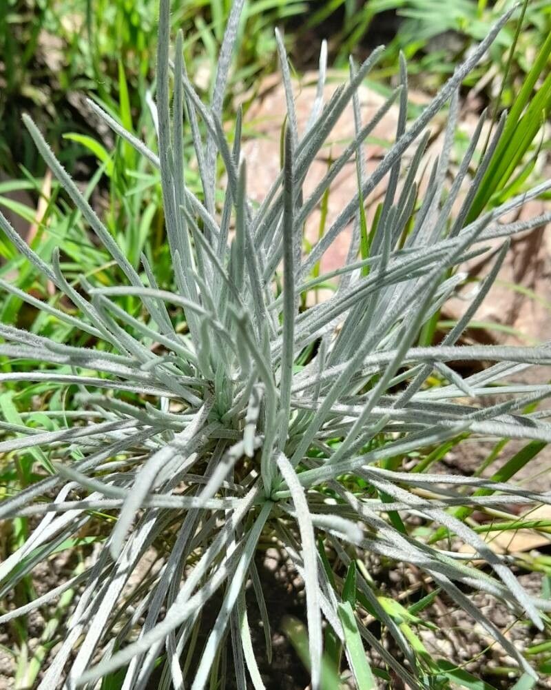 Plantago bismarckii habit