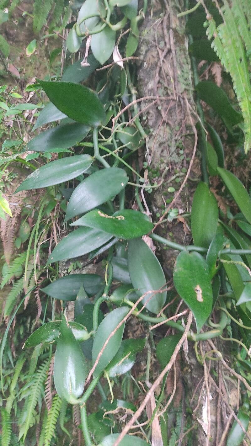 Vanilla albida — related species from the same genus