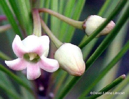 Marsdenia ericoides flower