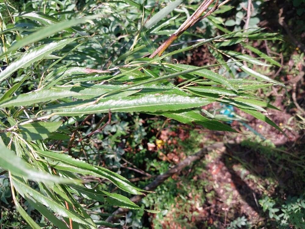 Salix acutifolia leaf