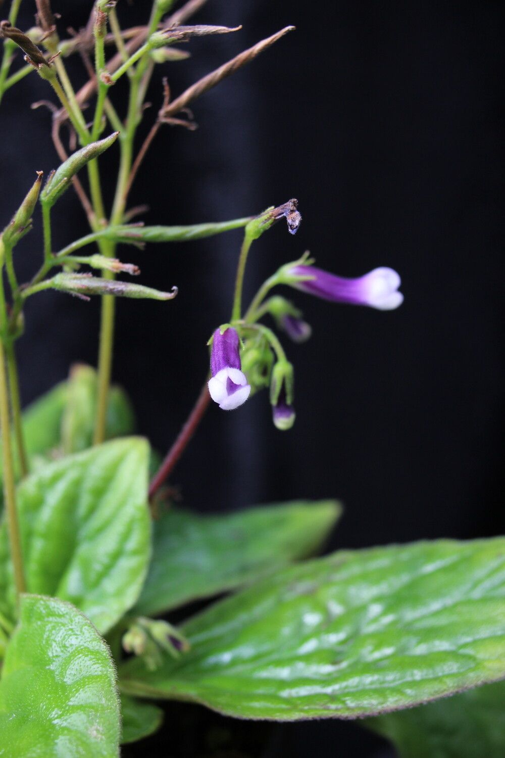 Streptocarpus variabilis — search result for 'Streptocarpus'
