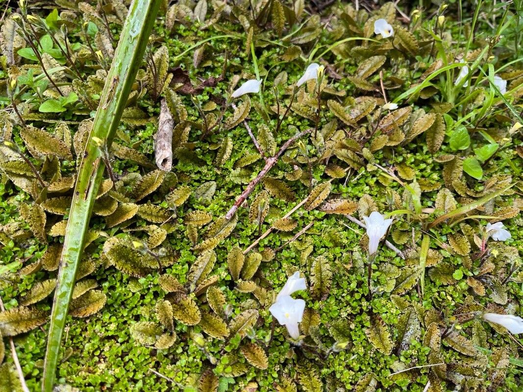 Mazus radicans flower