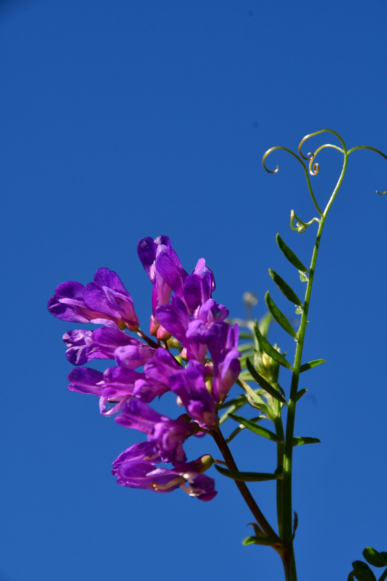 Vicia eriocarpa flower