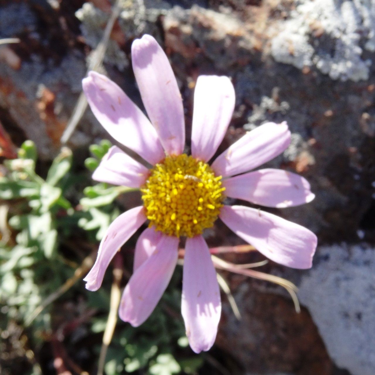 Chrysanthemum sinuatum flower