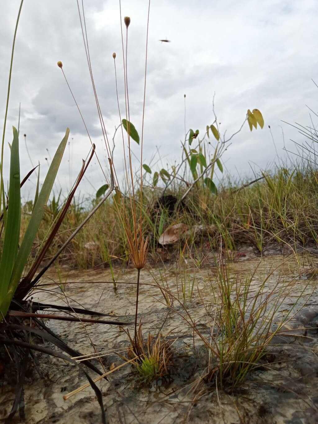 Syngonanthus umbellatus habit