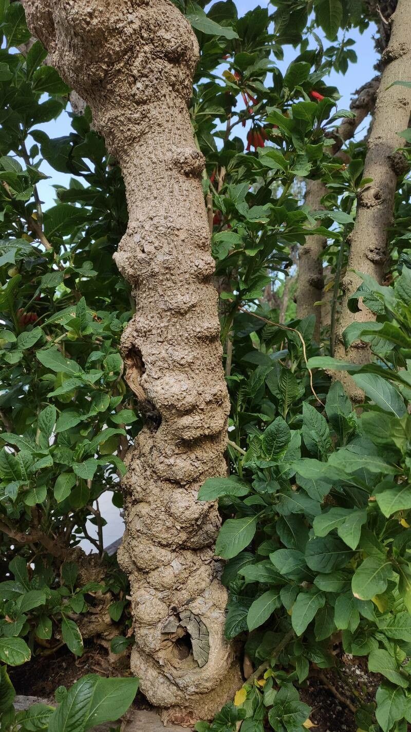 Iochroma gesnerioides bark