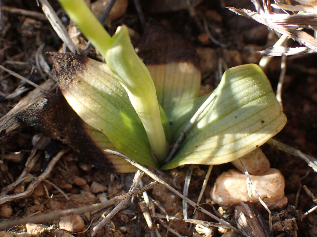 Ophrys marmorata — houseplant care guide