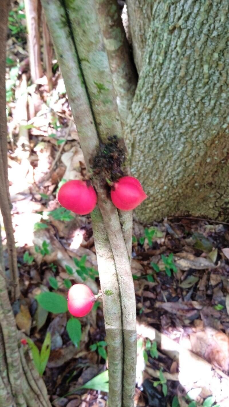 Paullinia alata fruit