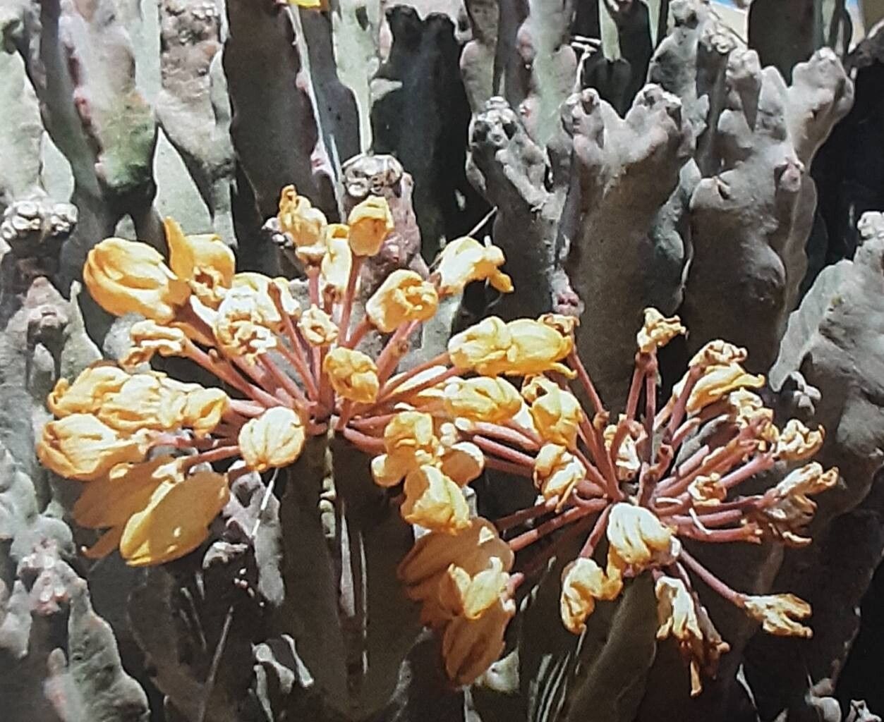 Desmidorchis flava — related species from the same genus