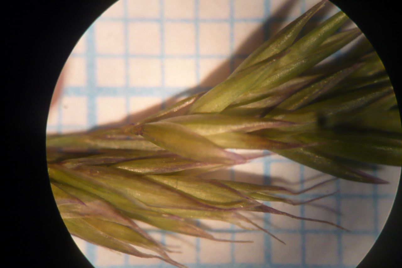Festuca auquieri — search result for 'Festuca'