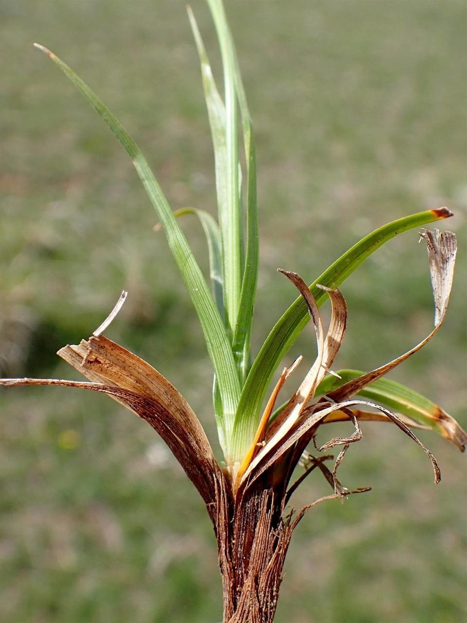 Carex caryophyllea fruit