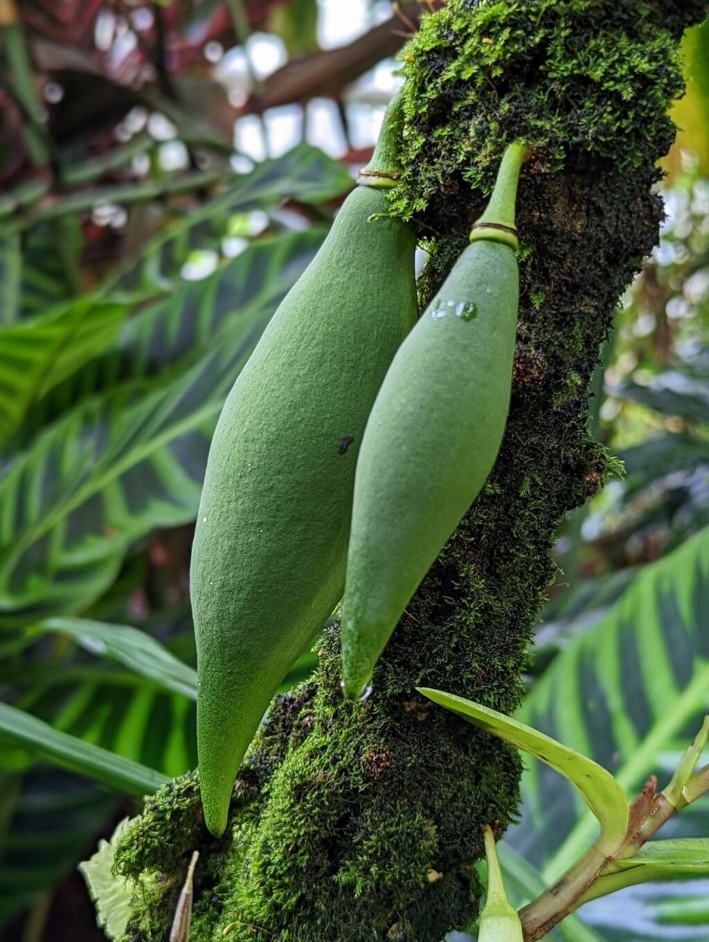Amphitecna macrophylla fruit