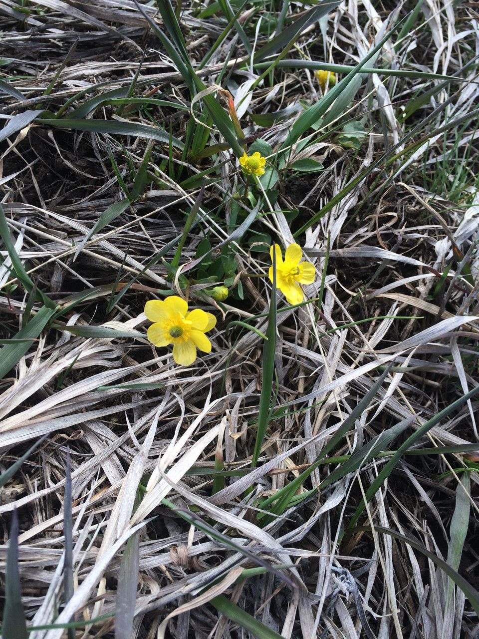 Ranunculus digitatus habit