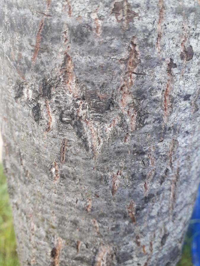 Sterculia rogersii bark