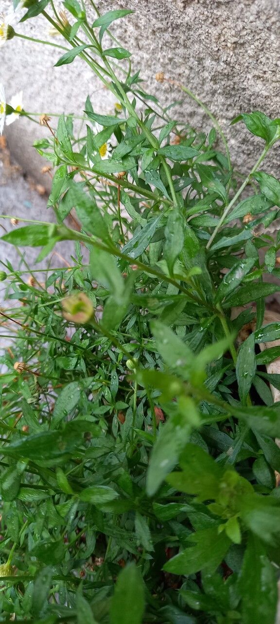 Erigeron karvinskianus — search result for 'Erigeron'