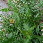 Erigeron karvinskianus