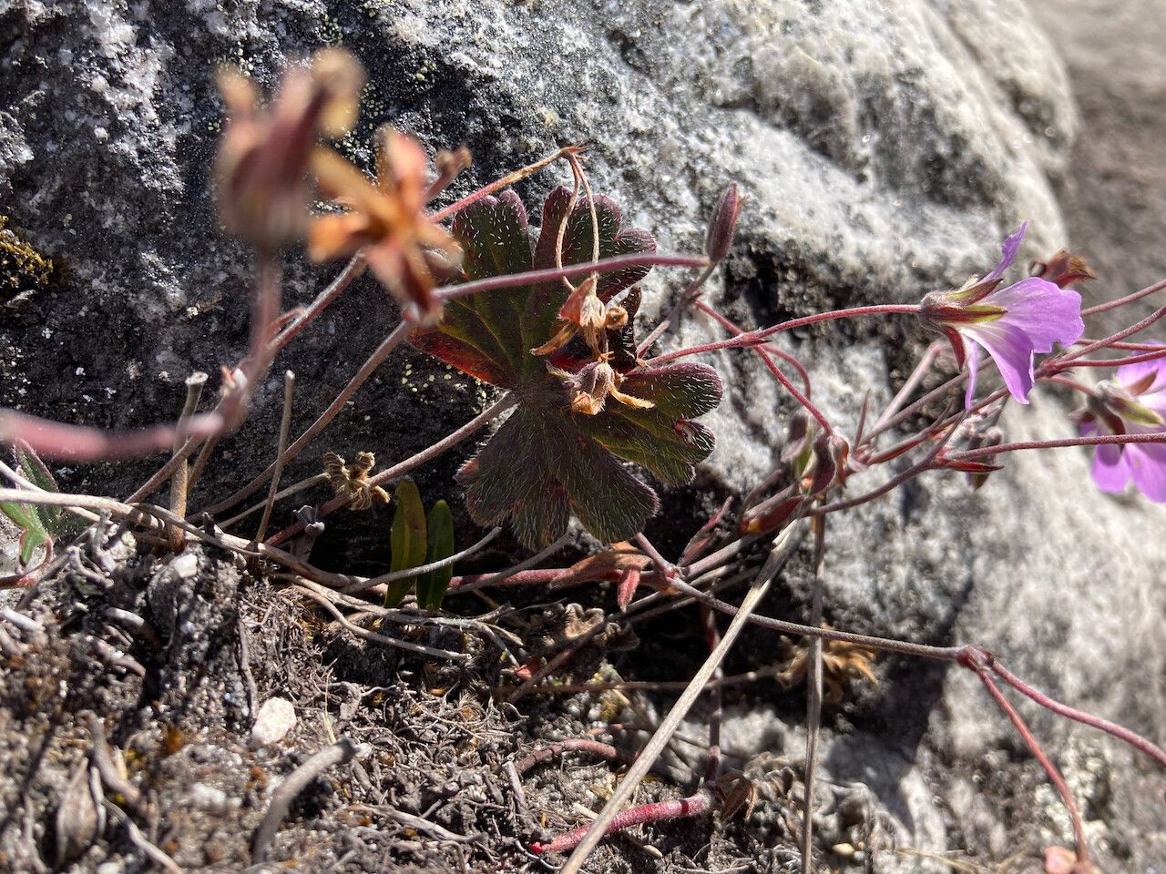 Geranium santanderiense habit