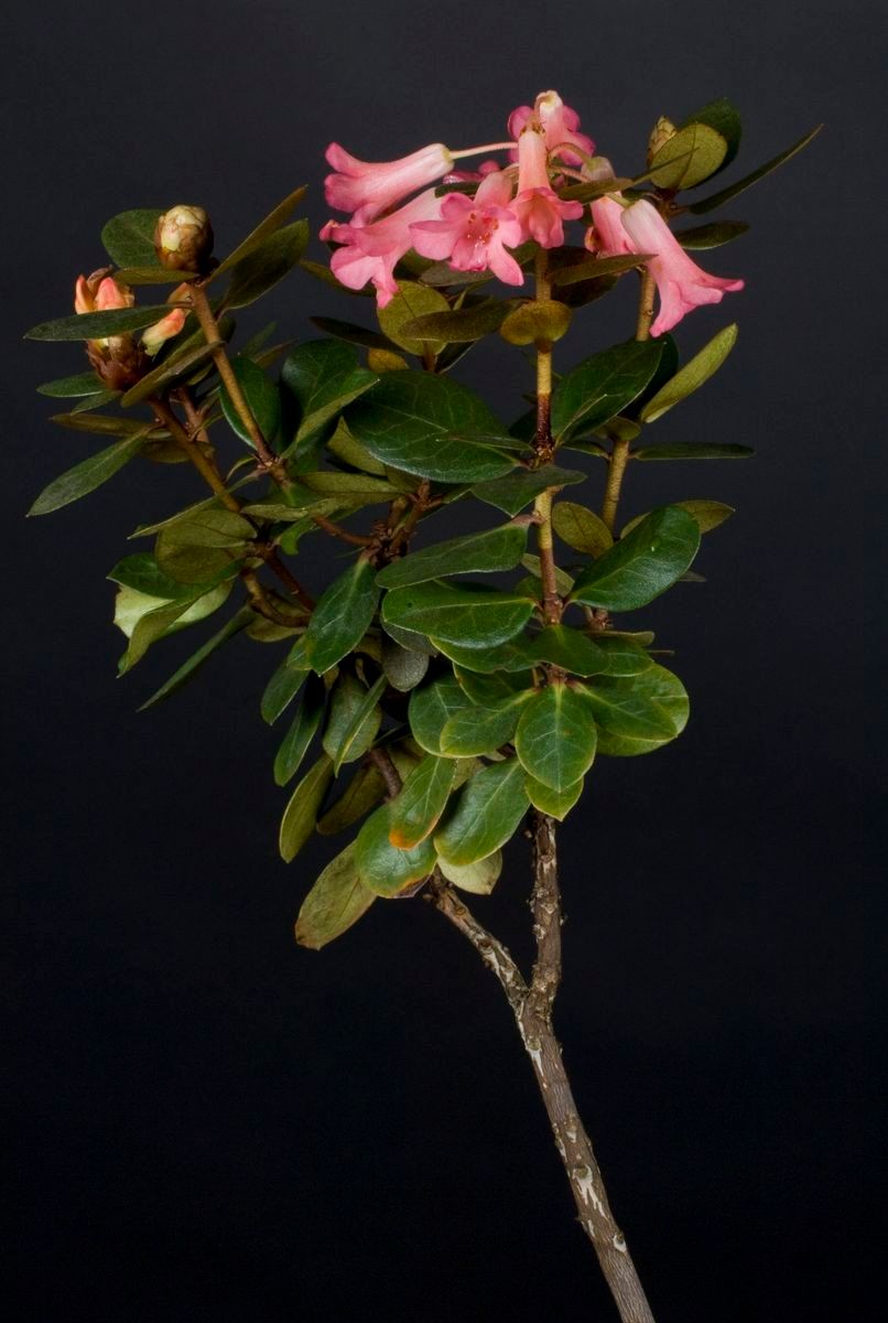 Rhododendron arenicola habit