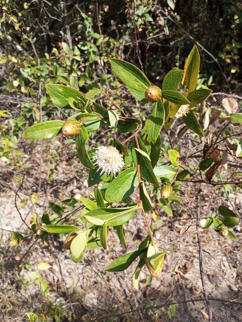 Dasyphyllum spinescens flower