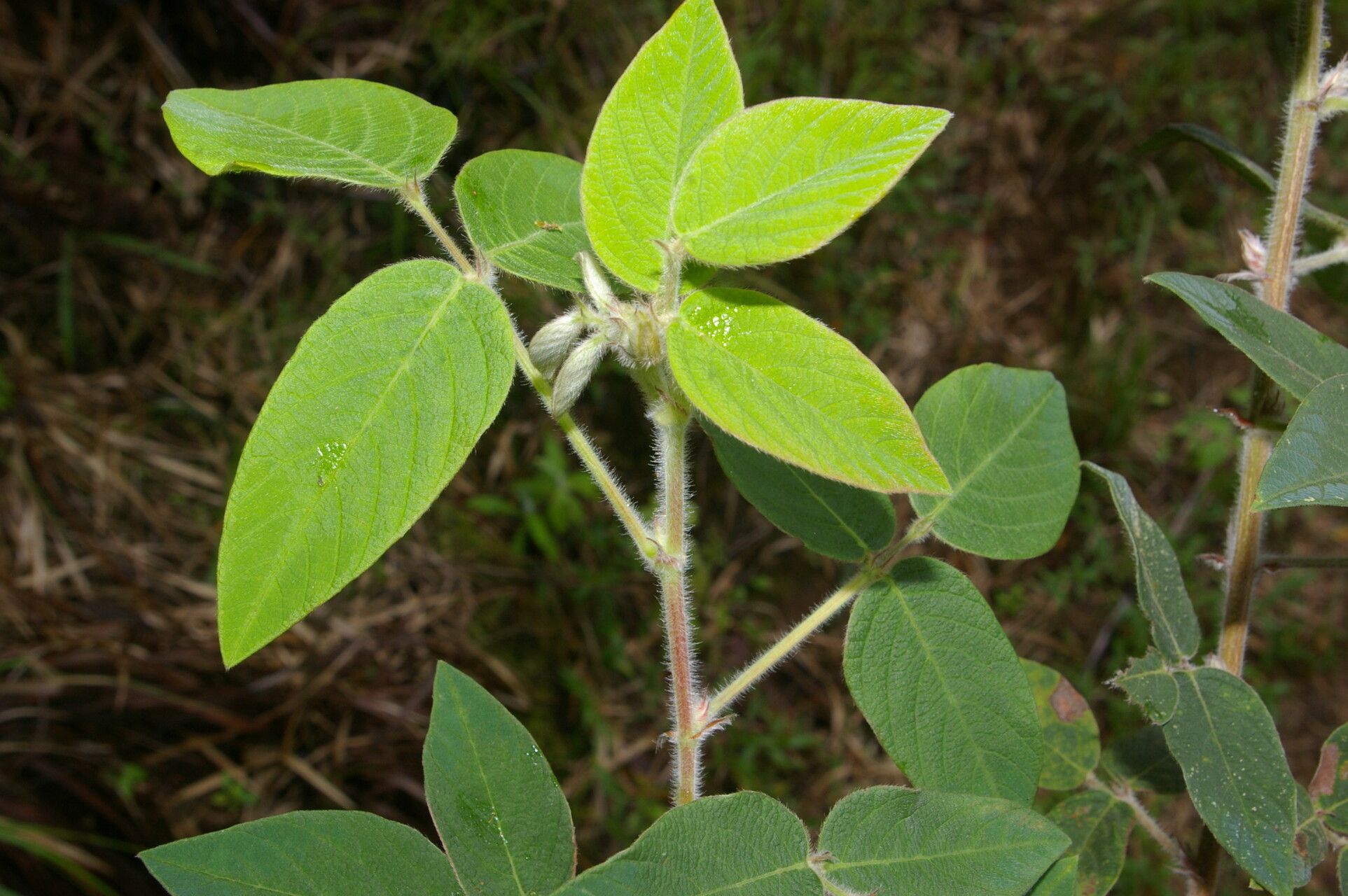 Desmodium maxonii — search result for 'Desmodium'