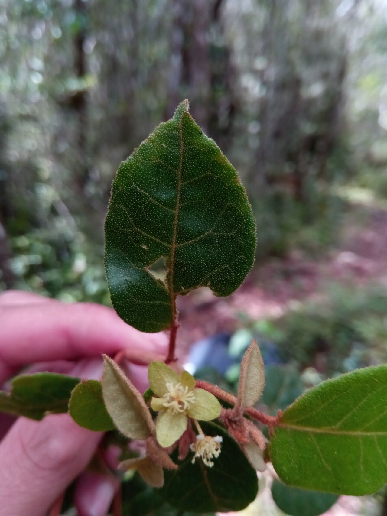 Croton lichenisilvae flower