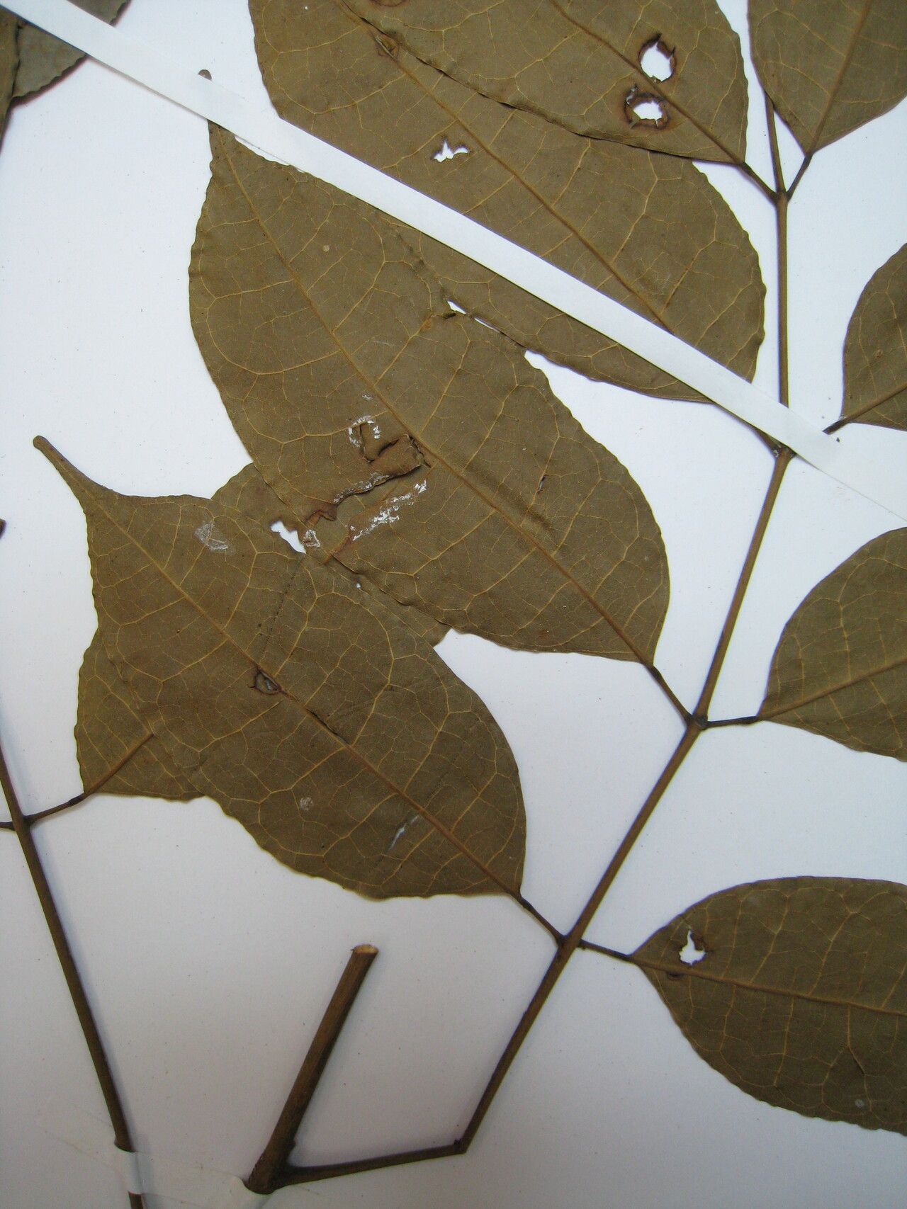 Protium spruceanum — houseplant care guide