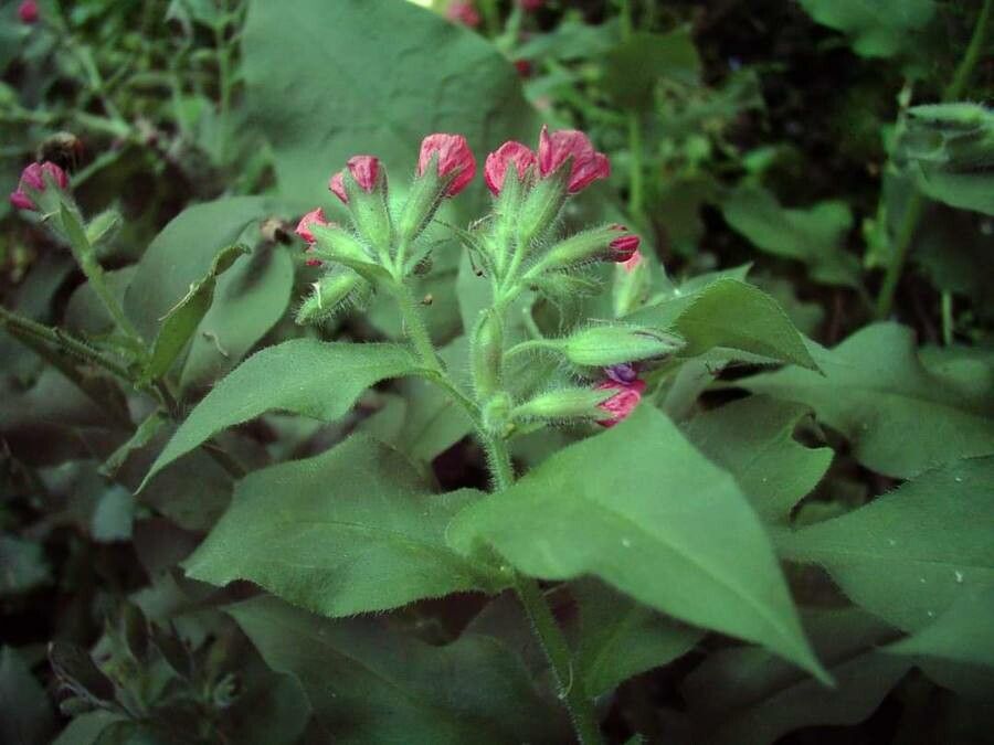 Pulmonaria rubra — search result for 'Pulmonaria'