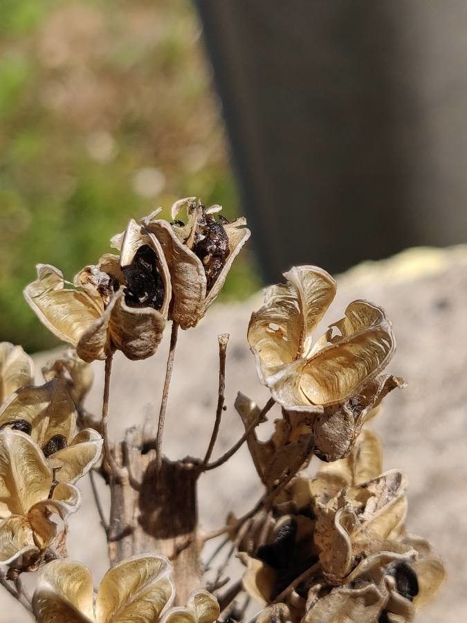 Drimia pancration fruit