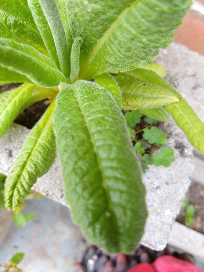 Primula vialii — search result for 'Primulaceae'