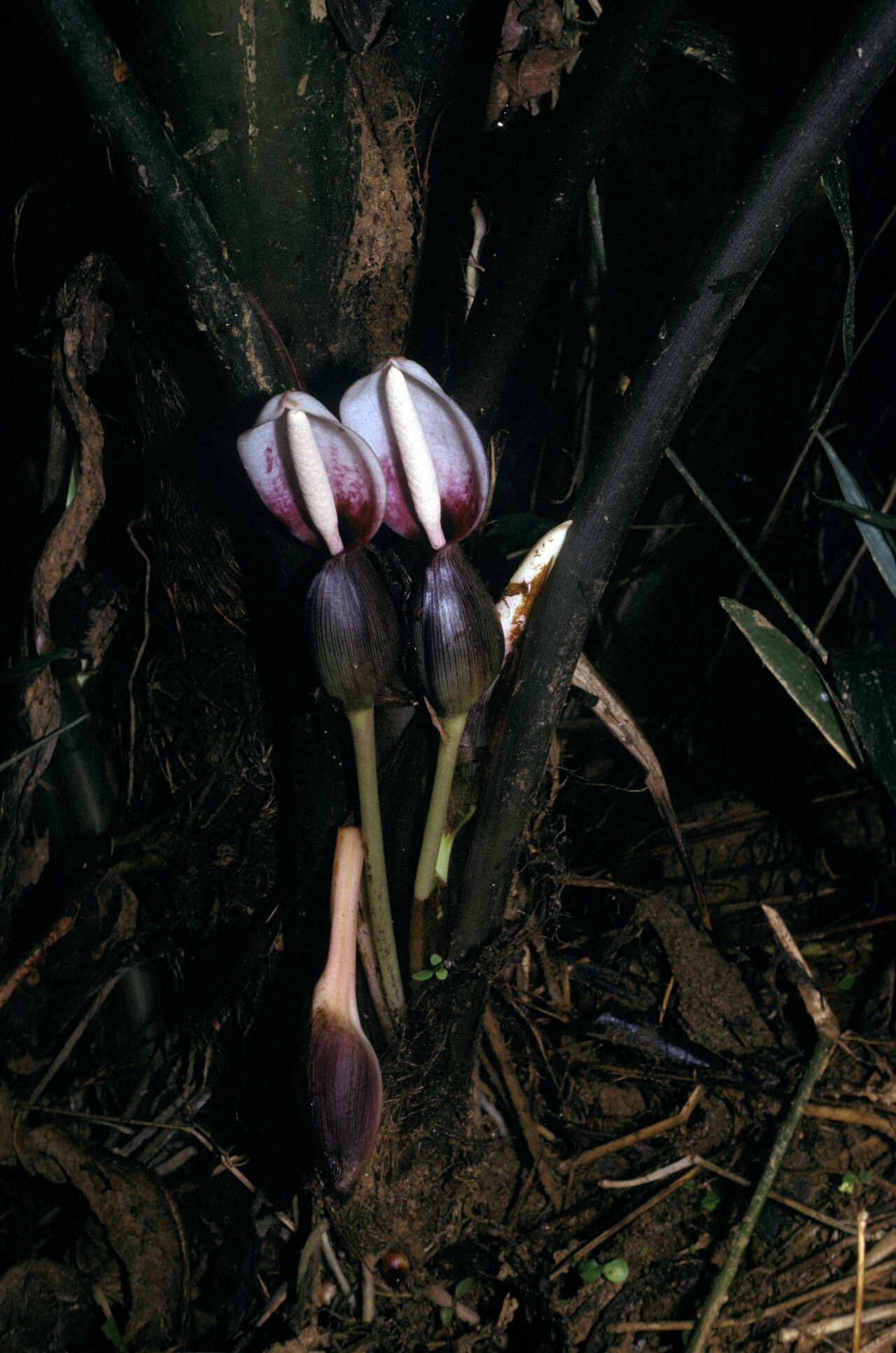 Xanthosoma granvillei flower