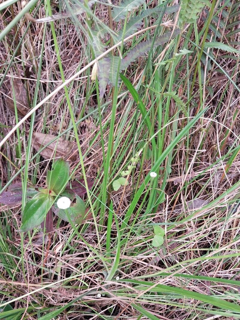 Eriocaulon sexangulare habit