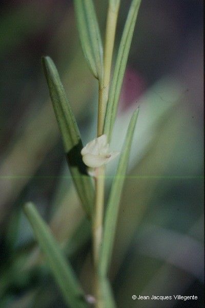 Dendrobium bilobum bark