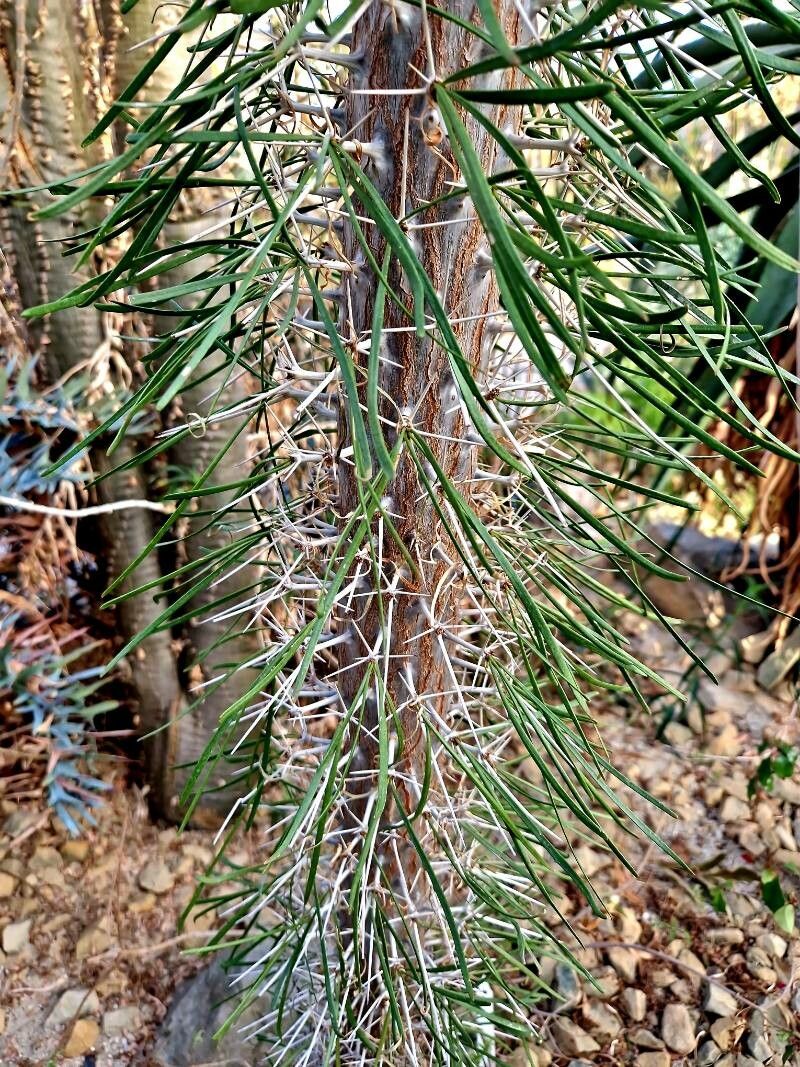 Didierea madagascariensis — houseplant care guide