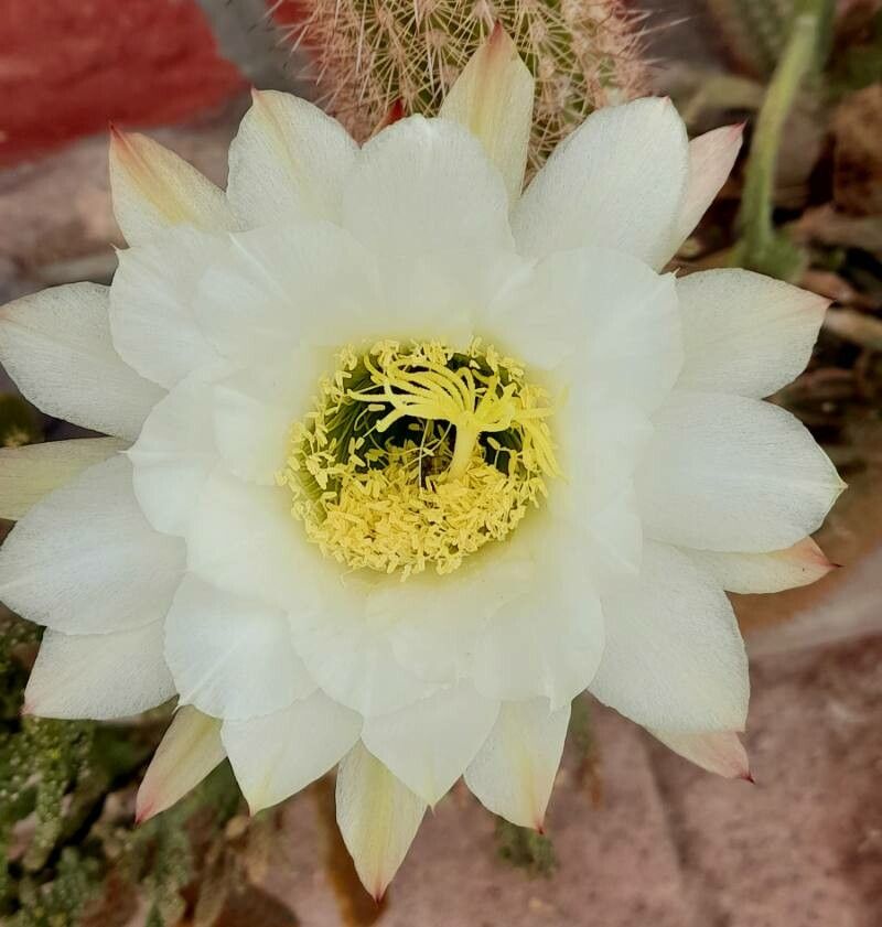 Echinopsis terscheckii flower