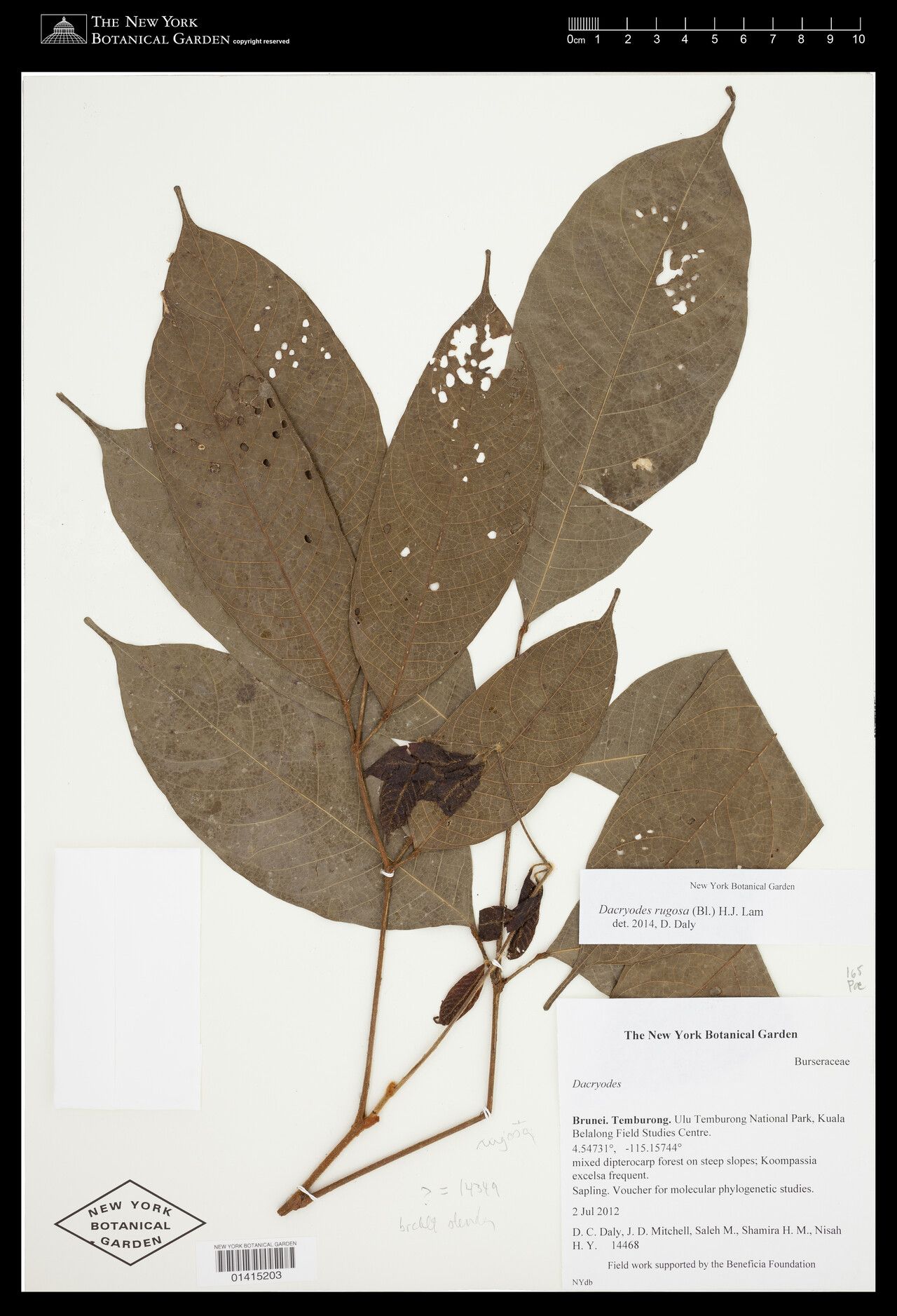 Dacryodes rugosa — search result for 'Dacryodes'