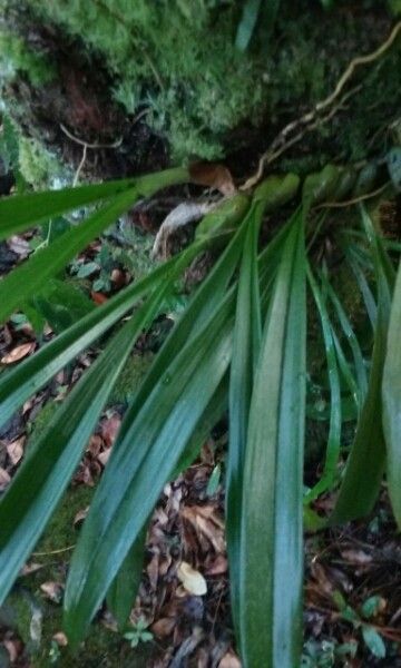 Bulbophyllum variegatum habit