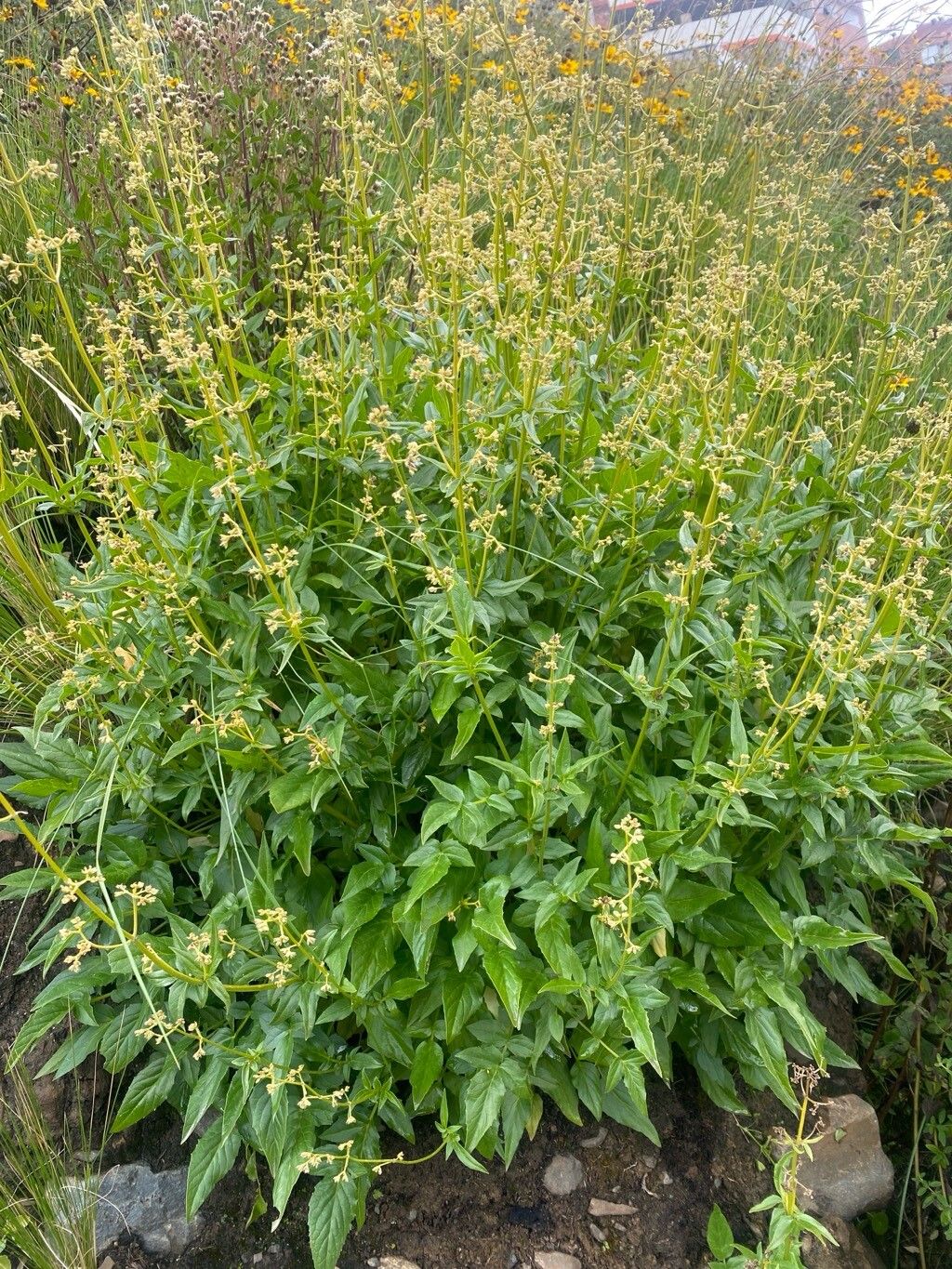 Valeriana potopensis — houseplant care guide