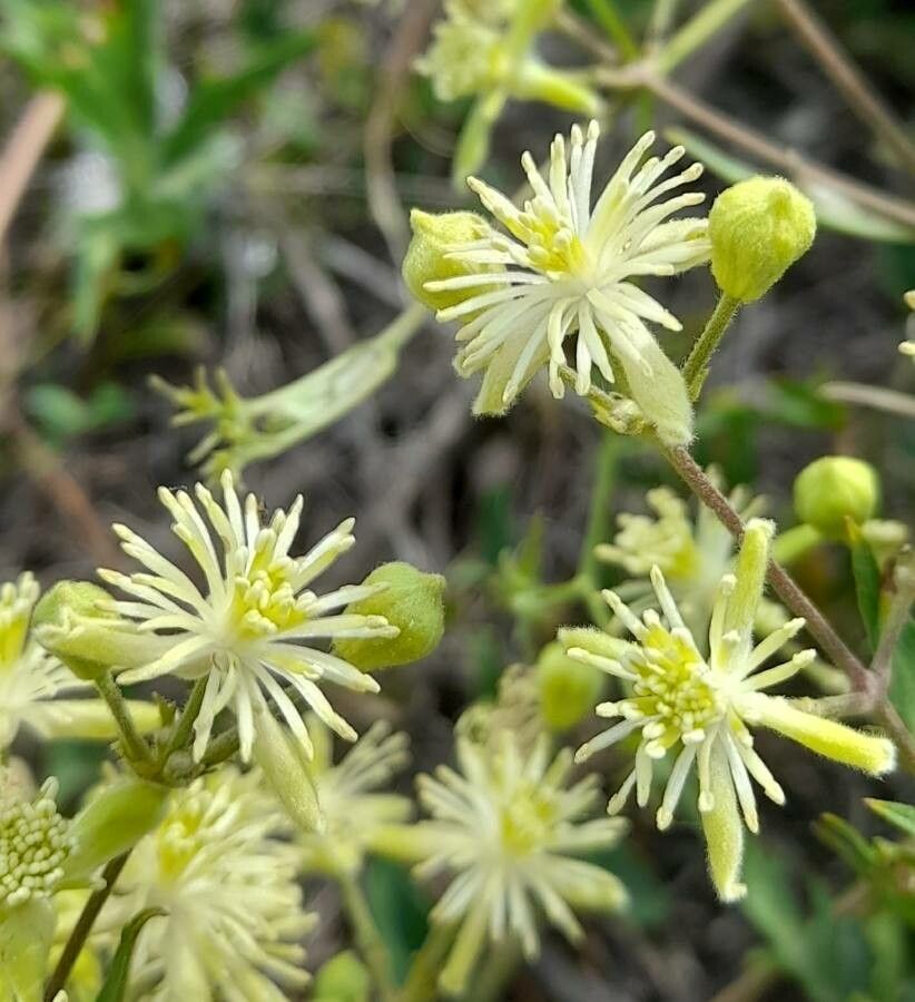 Clematis campestris flower