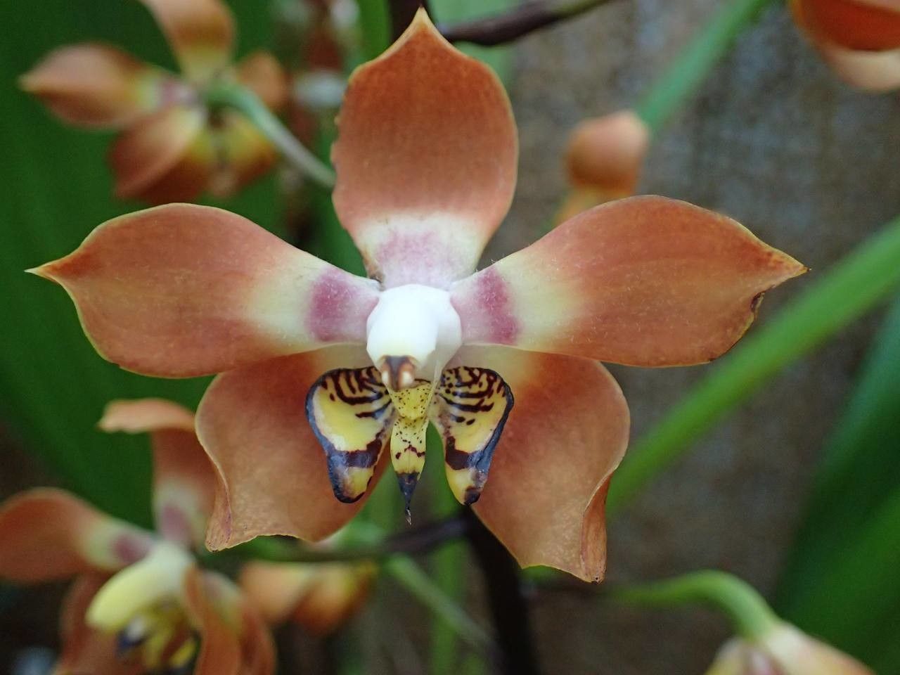 Neomoorea wallisii — houseplant care guide