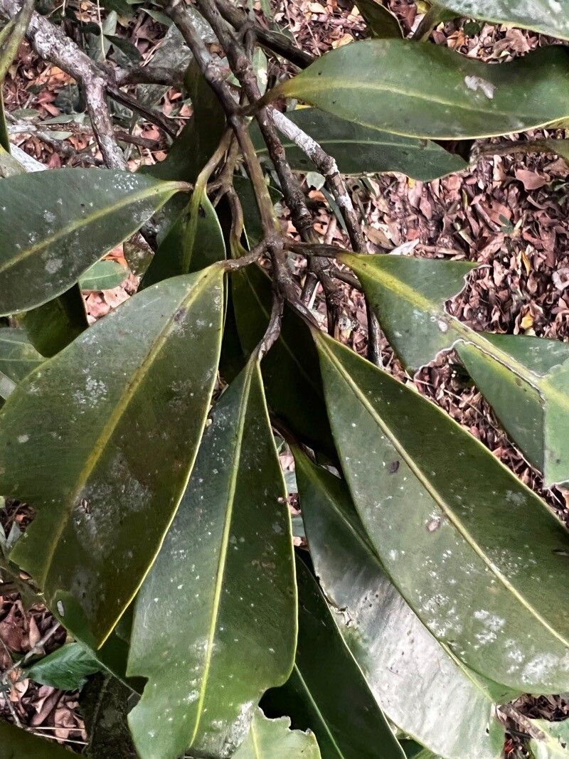 Mammea africana leaf