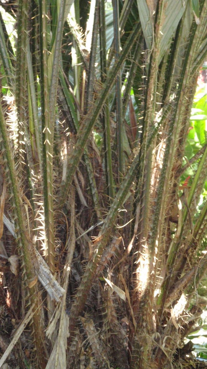 Salacca magnifica bark