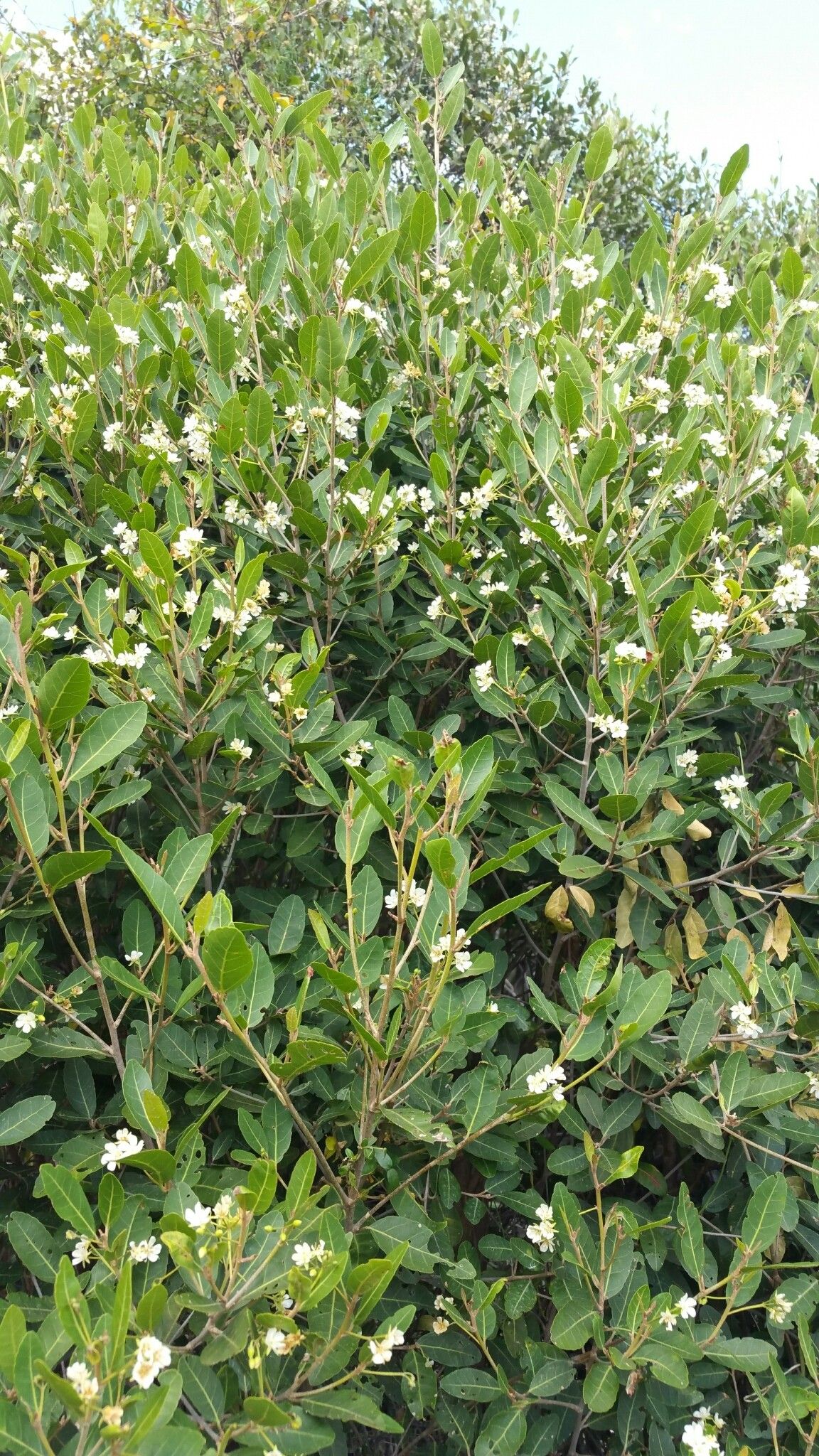 Dombeya decaryana habit