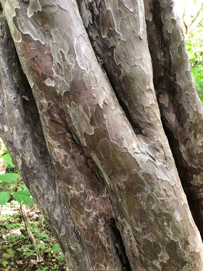 Guettarda macrosperma bark