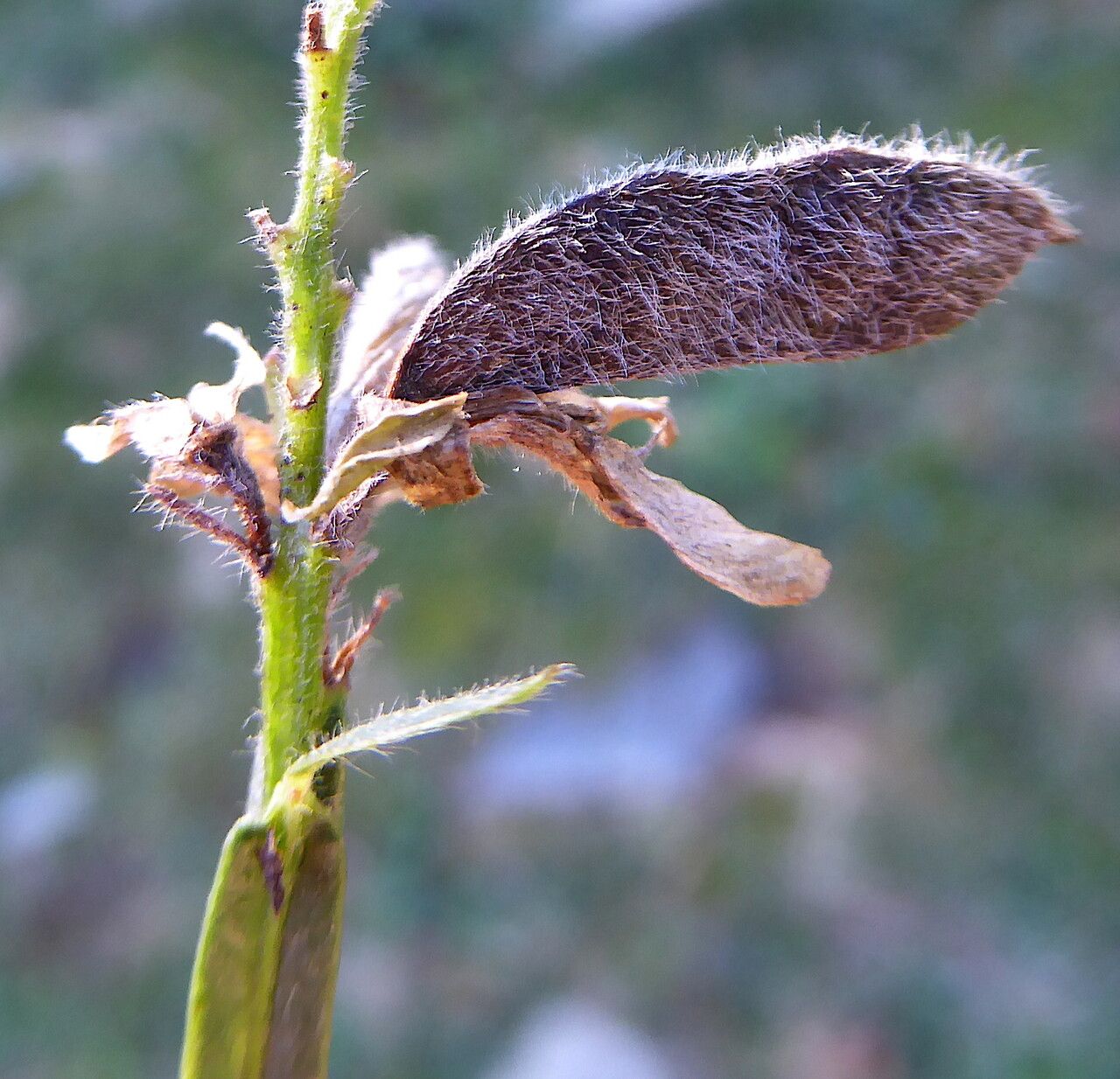 Genista sagittalis fruit
