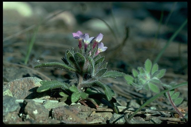 Collomia diversifolia habit