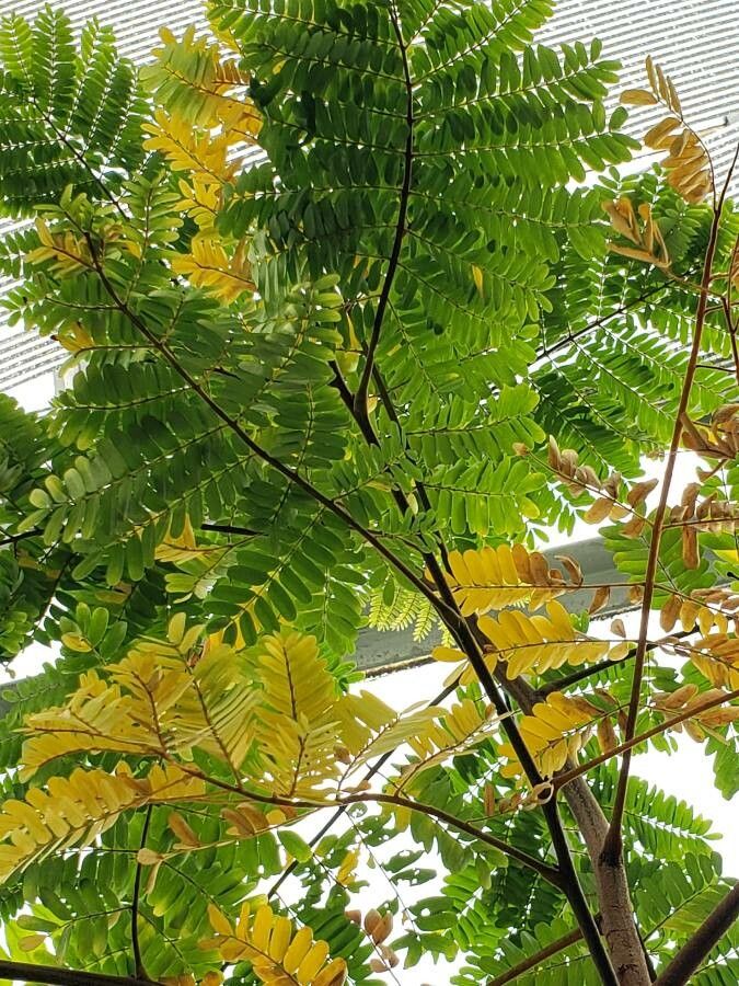 Peltophorum africanum — related species from the same genus