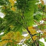 Peltophorum africanum