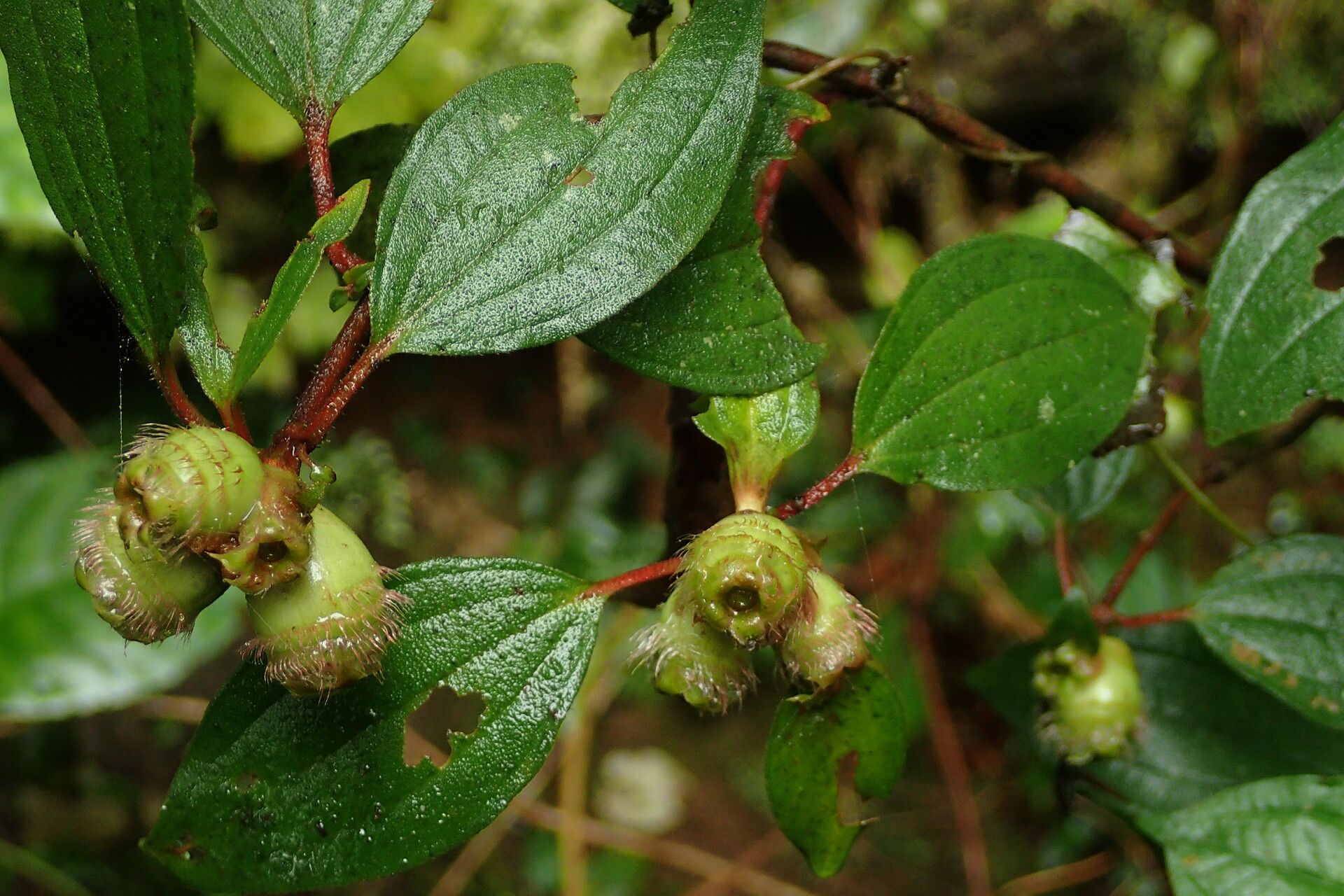 Tristemma camerunense fruit