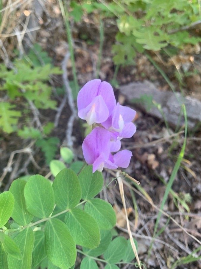 Lathyrus pauciflorus — search result for 'Lathyrus'